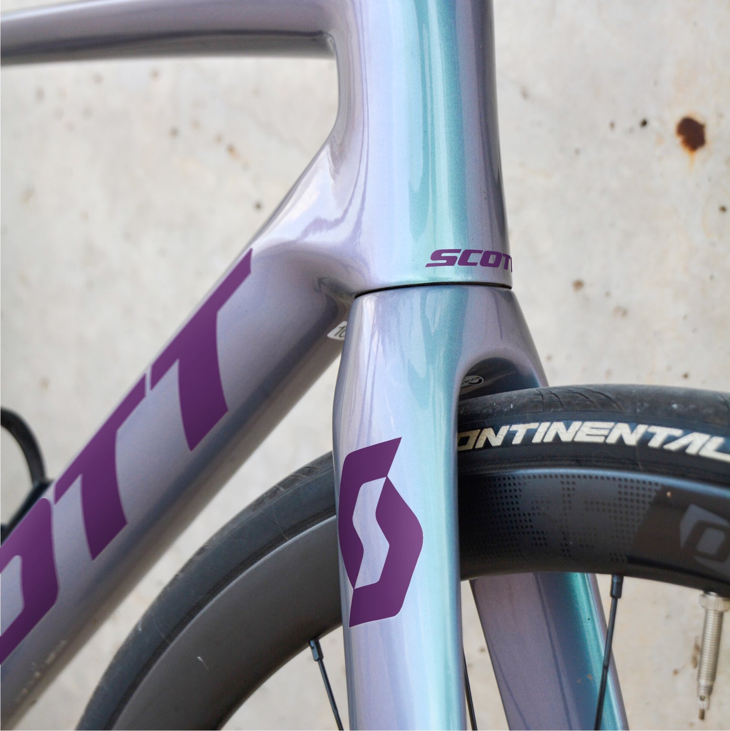 SCOTT - MORADO