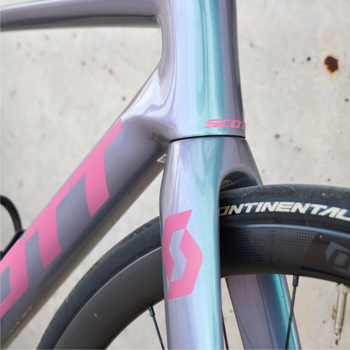 SCOTT - ROSA